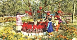 রাজশাহীতে কৃষি পর্যটনে আশা জাগাচ্ছে আমের বাগান