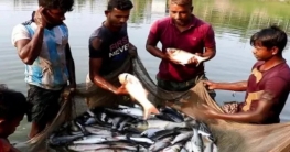 বাগমারার মাছ যাচ্ছে সারাদেশে, ৫০ হাজার মানুষের কর্মসংস্থান 