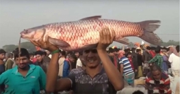 ‘জামাই মেলায়’ জামাই-শ্বশুরের বড় মাছ কেনার প্রতিযোগিতা