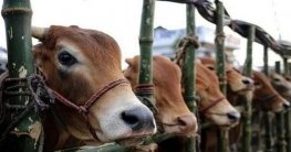 হাটে হাটে অতিরিক্ত হাসিল আদায়, রেহাই পাচ্ছেন না বিক্রেতা