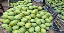 রাজশাহীতে এবার আমের দাম কম, সময়ের আগেই মিলছে ল্যাংড়া